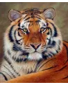 BRODERIE DIAMANT REGARD DE TIGRE + CHASS Une toile sur cadre avec l...